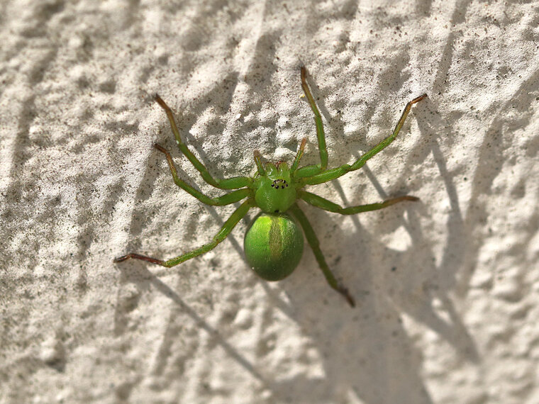 Aranha verde