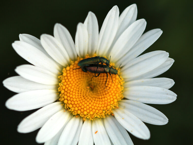 Beetle lovers