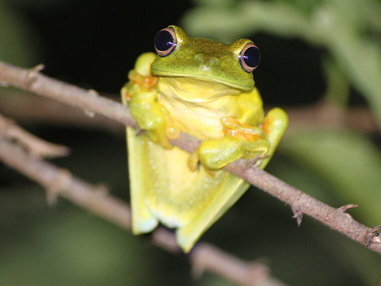 Boana albomarginata