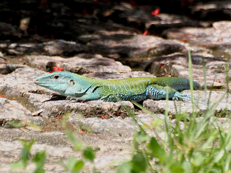 Calango verde zoom