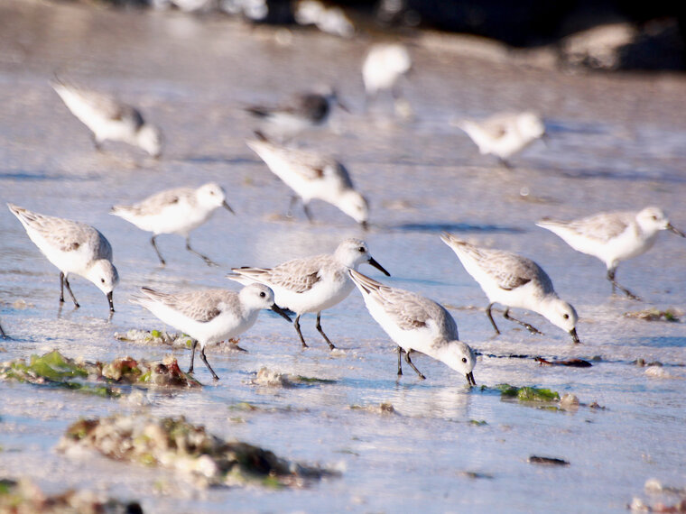 Calidris alba