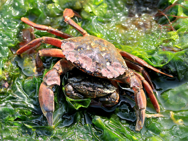 Carcinus maenas mating