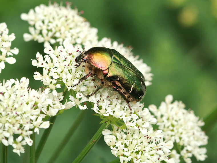 Cetonia aurata