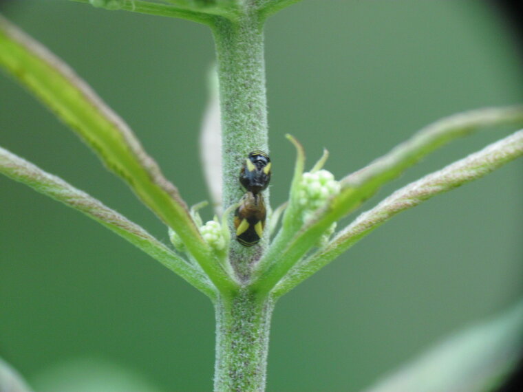 Clastoptera proteus 20140712