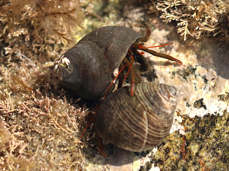 Clibanarius erythropus