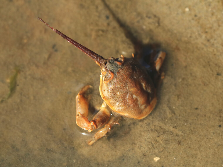 Corystes cassivelaunus