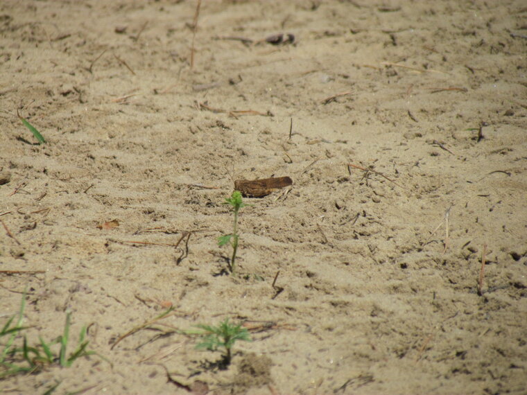 Criquet de la Caroline 20130810