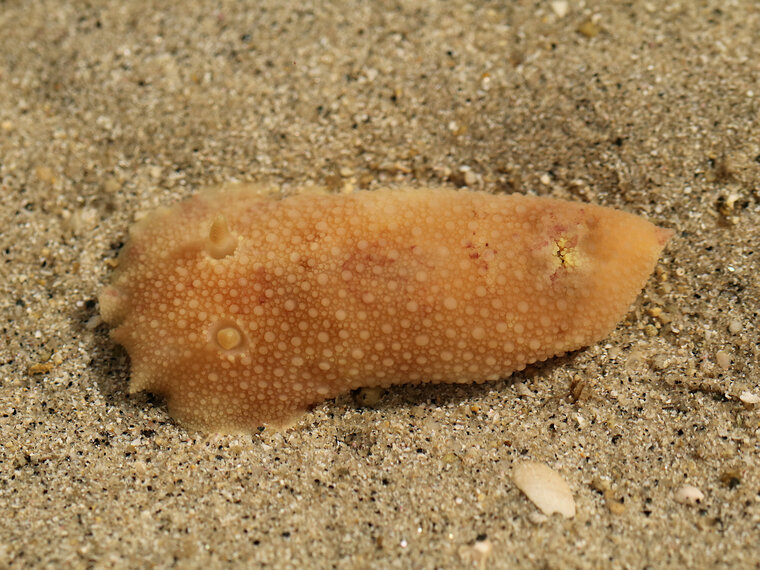 Doris pseudoargus