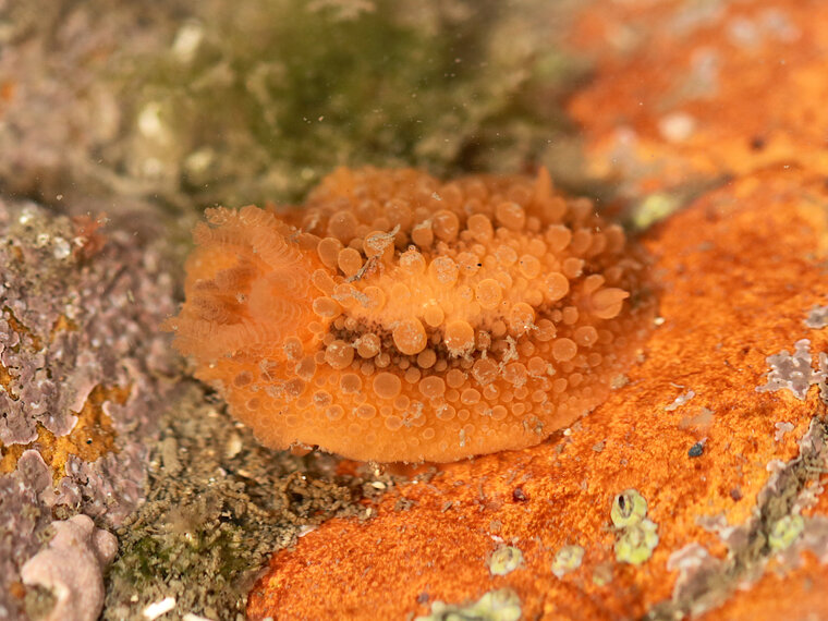 Doris verrucosa