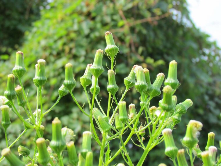 Erechtites hieraciflora fleurs au sommet