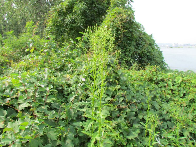 Erechtites hieraciflora plante