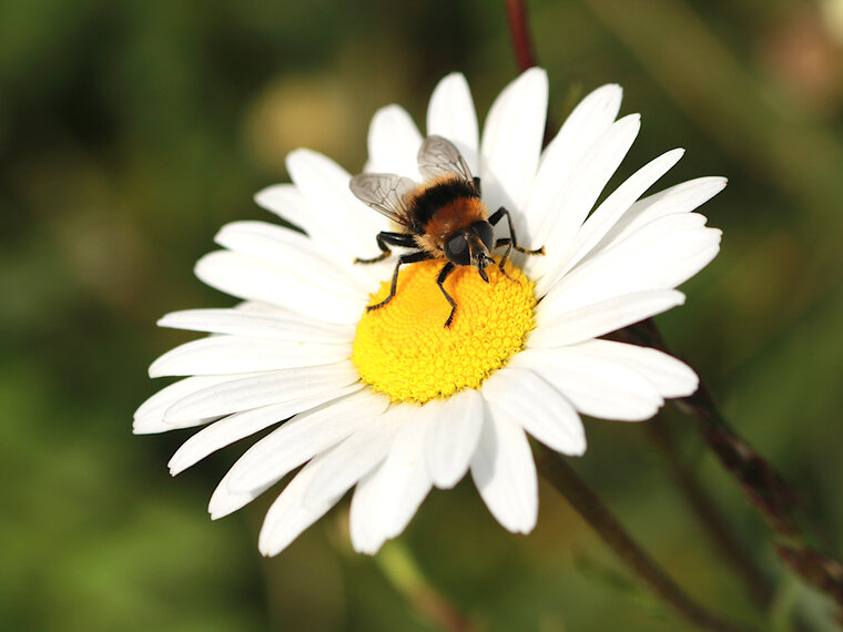 Eristalis intricaria