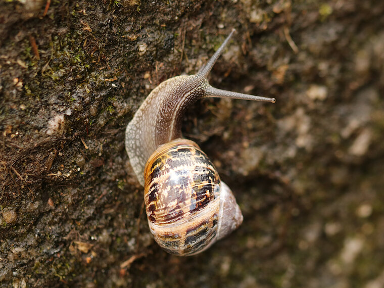 Escargot