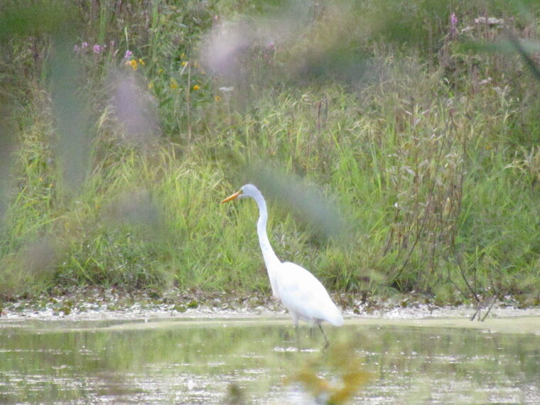 Grande Aigrette 20140830 1