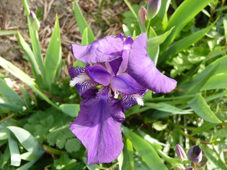 iris