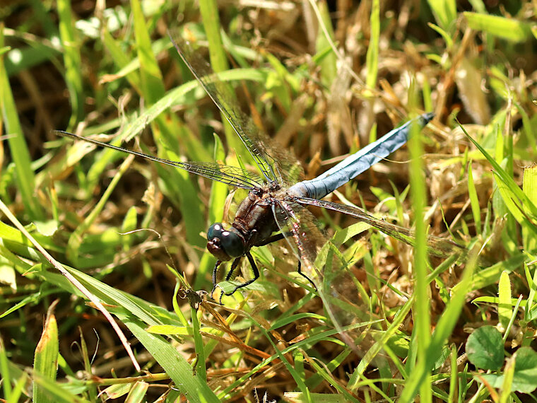 Libélula azul claro