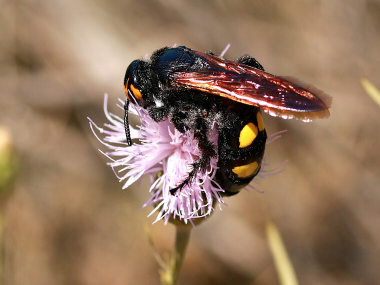 Megascolia maculata