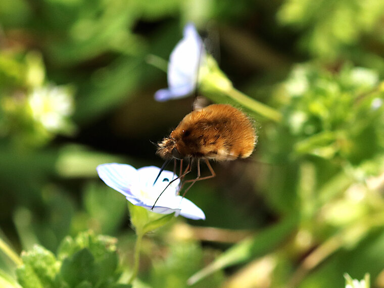 Mouche bombyle