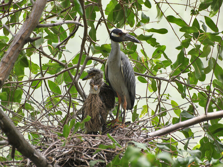 Night heron filhotes