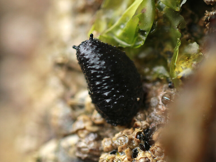 Onchidella celtica