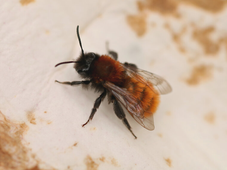 Osmia cornuta