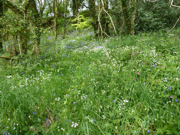 Prairie fleurie.