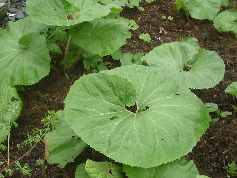 petasite