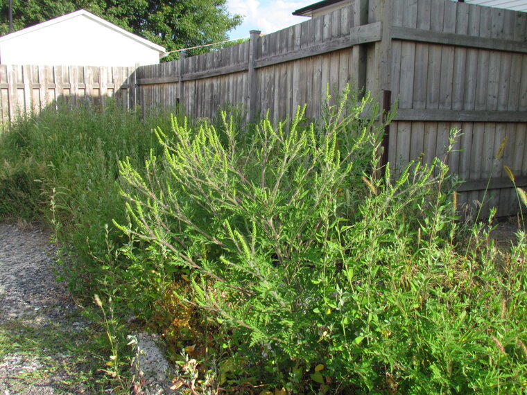 PETITE HERBE À POUX 20160806