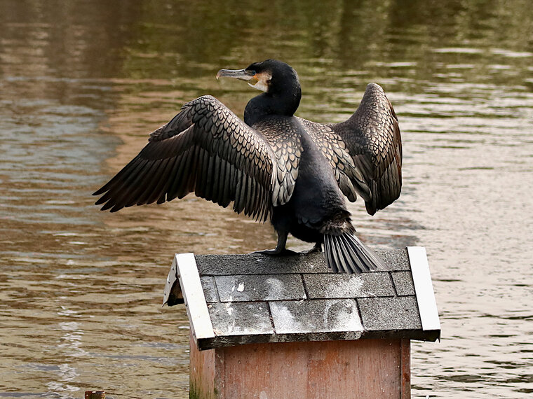 Phalacrocorax carbo