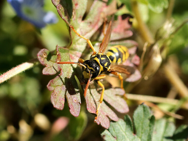 Polistes dominula