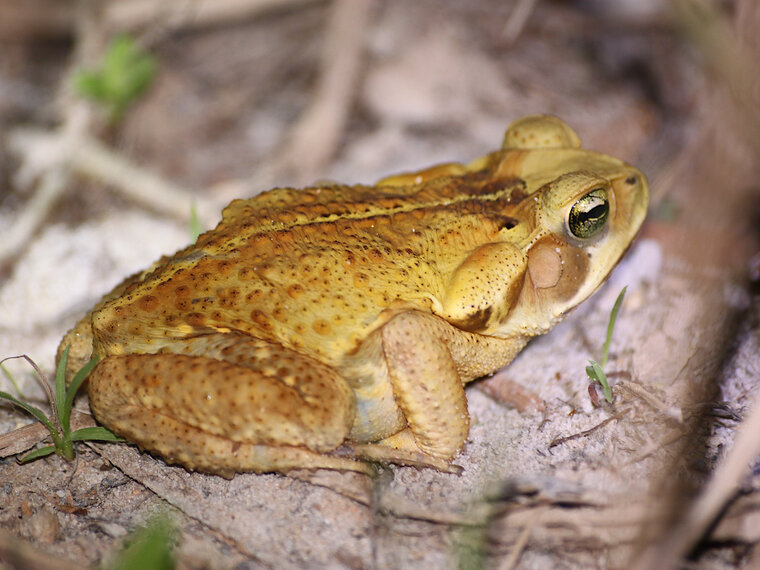 Rhinela crucifer