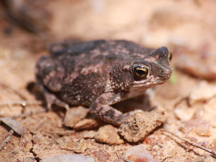 Rhinella granulosa