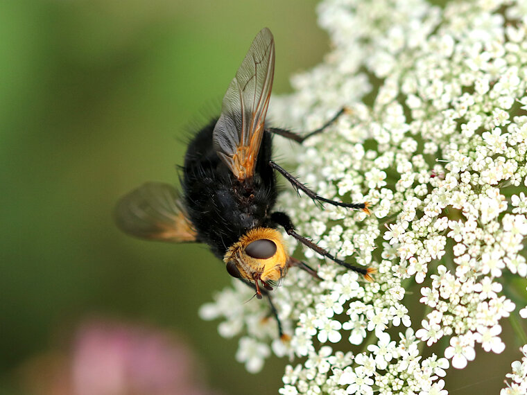 Tachina grossa