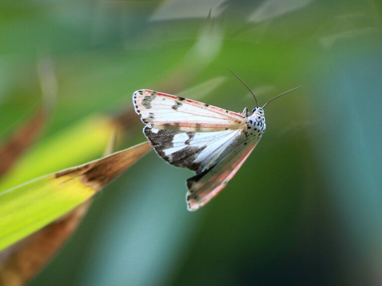 Utetheisa ornatrix