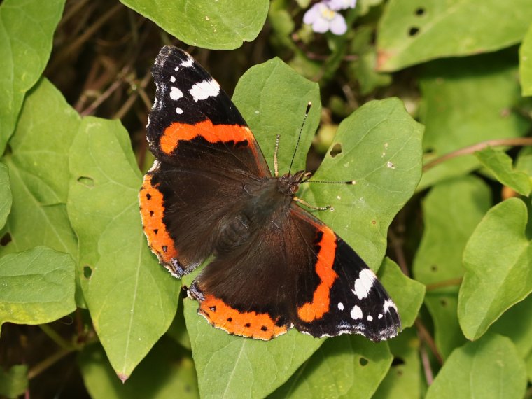 Vanessa atalanta