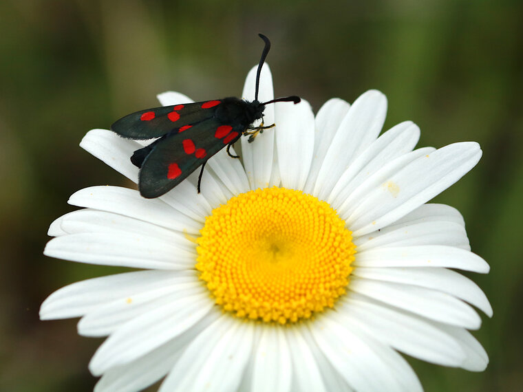 Zygaena filipendulae