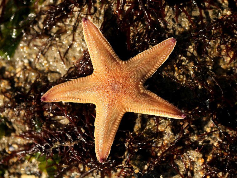 Astropecten irregularis