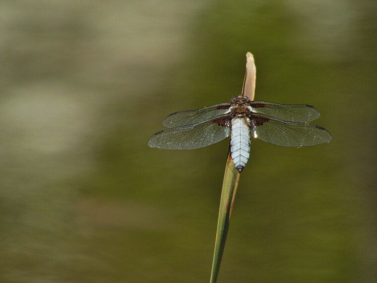 Libellule déprimée Libellula depressa mâle