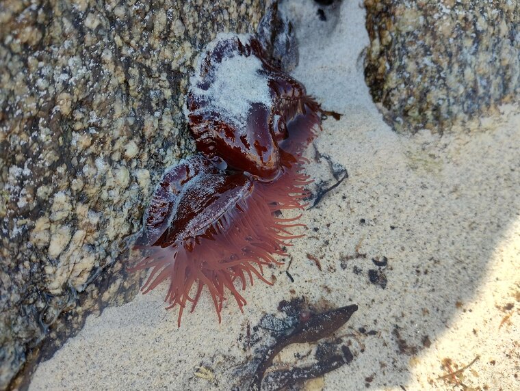 Actinia equina