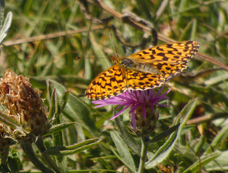 Petite violette Boloria dia