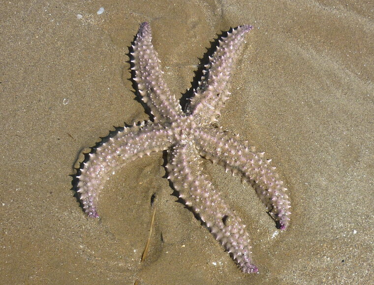 starfish