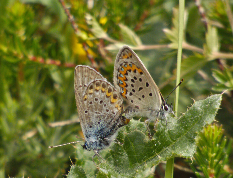 Azuré du genêt Plebejus idas