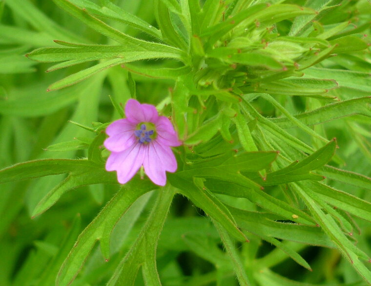 geranium2