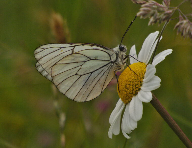 Aporia crataegi Gazé