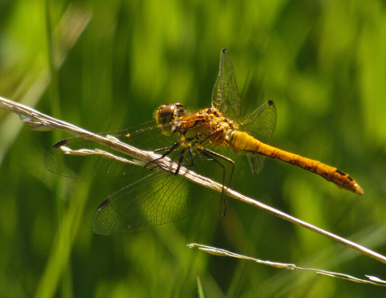 supposé Sympetrum à définir