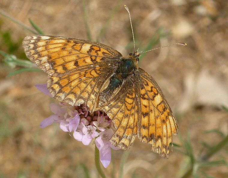 boloria