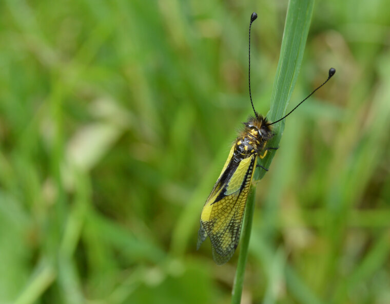 papillon adeter 01