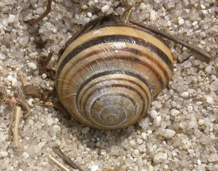 escargot