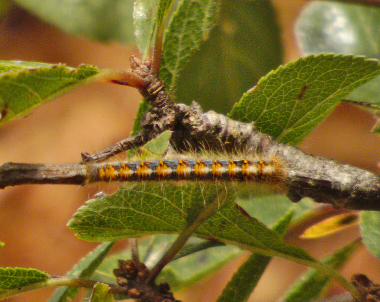 Bombyx du chêne Lasiocampa quercus