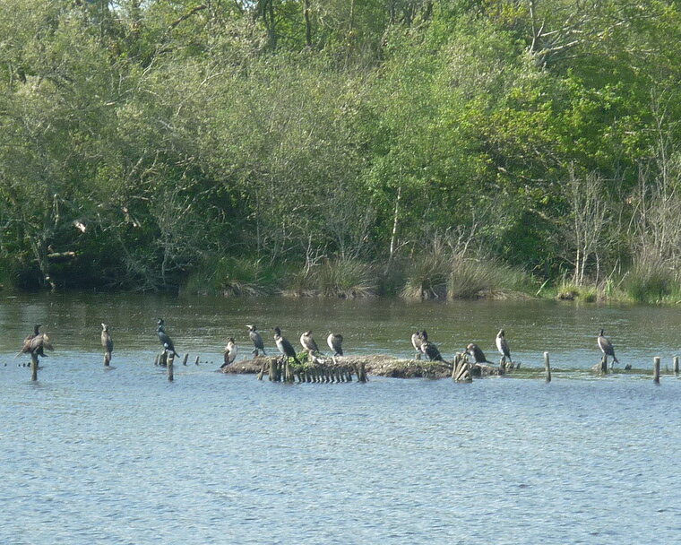 cormorans polder